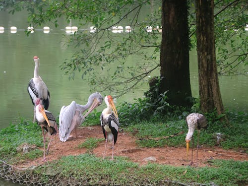 Painted Stork on Lakeside