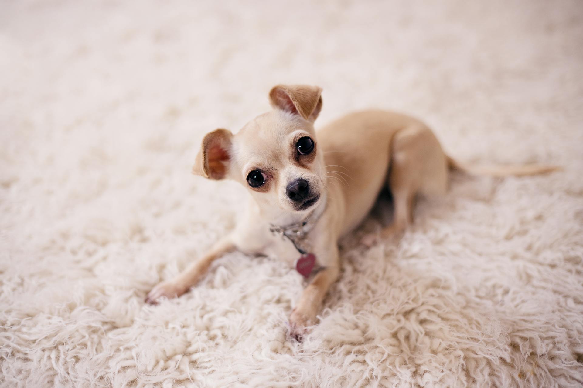 Bruine chihuahua-puppy ligt op bruin textiel