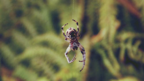 коричневый паук трилистник