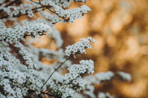 Foto profissional grátis de arbusto, beleza, branco