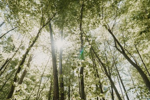 A scenic forest with sunbeams shining through lush green canopy, capturing nature's beauty.