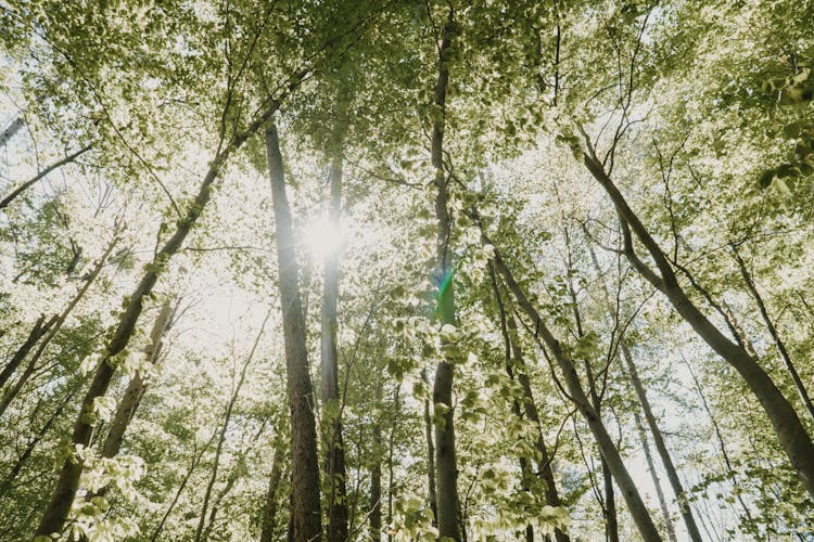 Sunlight Over Trees In Deep Forest