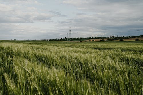 Безкоштовне стокове фото на тему «зелений, зернові, пейзаж»
