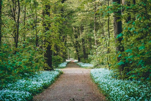 Darmowe zdjęcie z galerii z drzewa, głęboki, natura