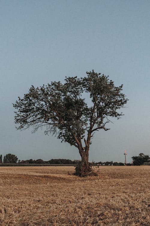 Single Tree in Countryside