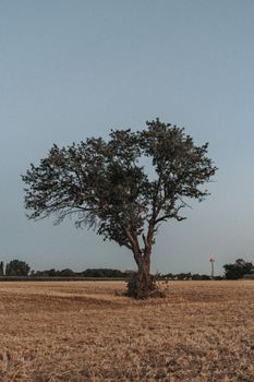 Single tree standing in a peaceful rural field under a clear sky, embodying tranquility and solitude.