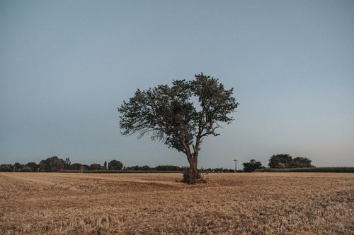 Free A lone tree stands in a vast, dry field under a clear blue sky during summer. Stock Photo