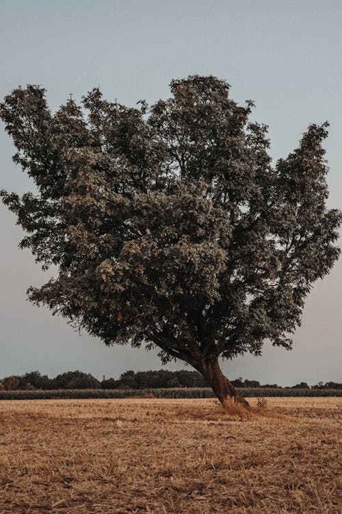 Single Tree on Field in Countryside