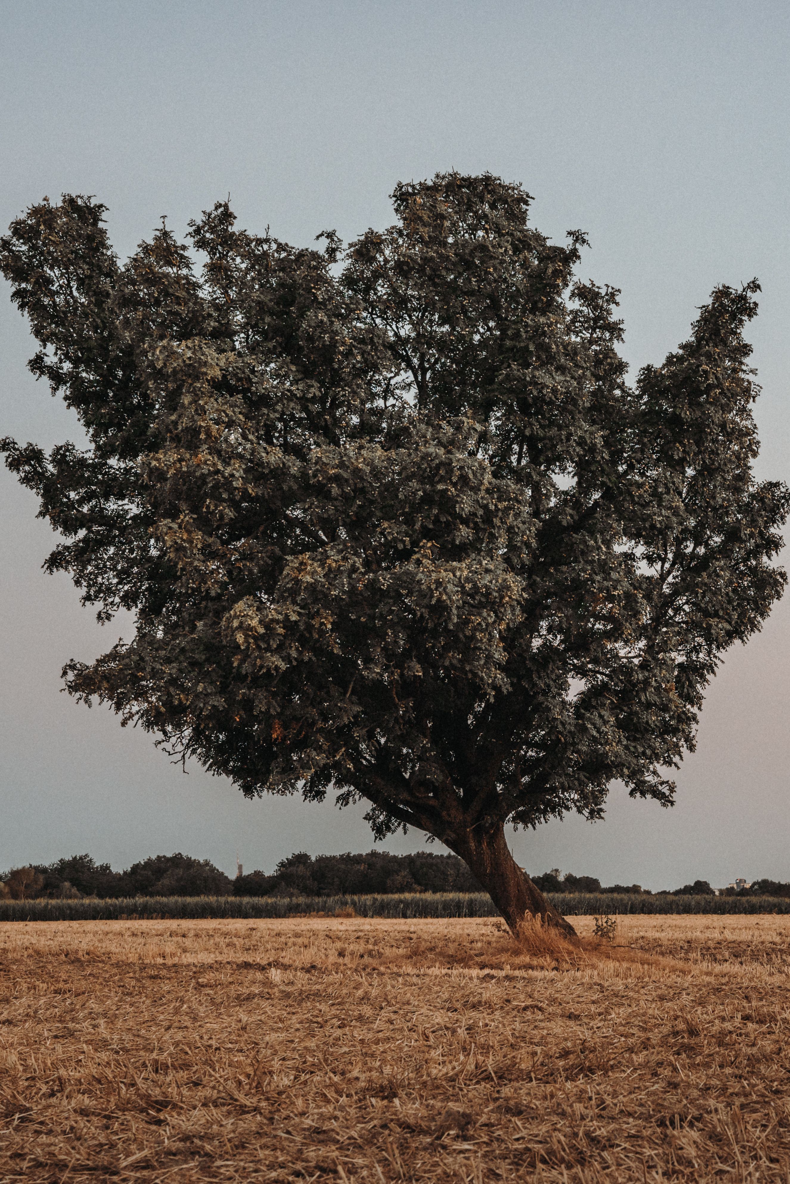 Single Tree on Field in Countryside · Free Stock Photo