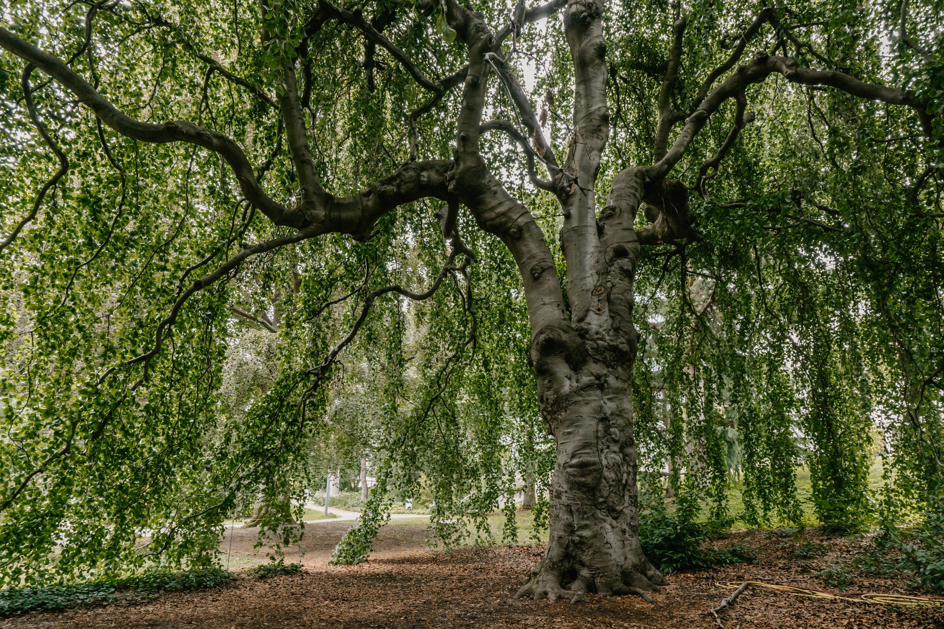 A sprawling weeping beech tree with lush branches and leaves in a summer park setting.