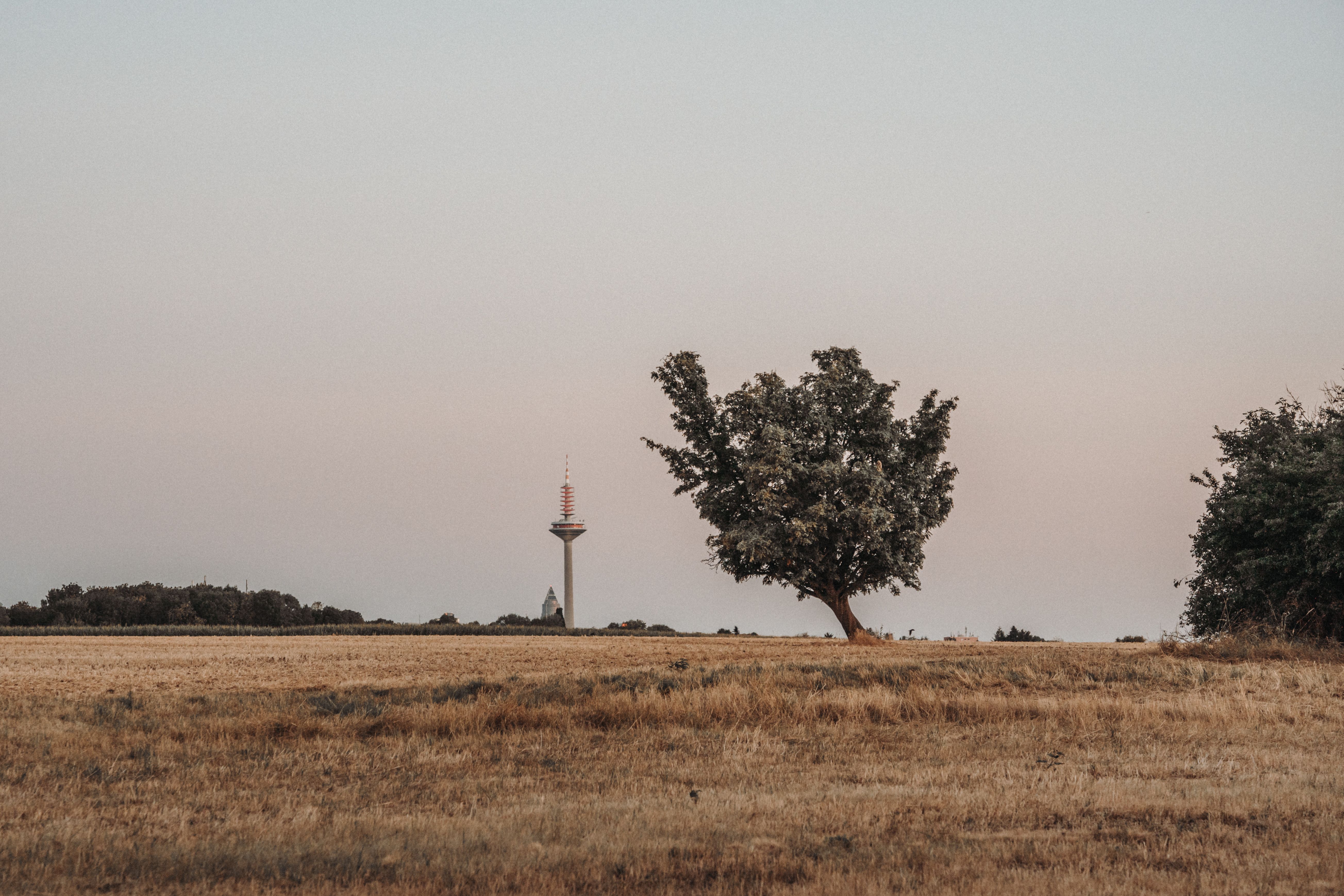 Weite Wiesenlandschaft im Abendlicht