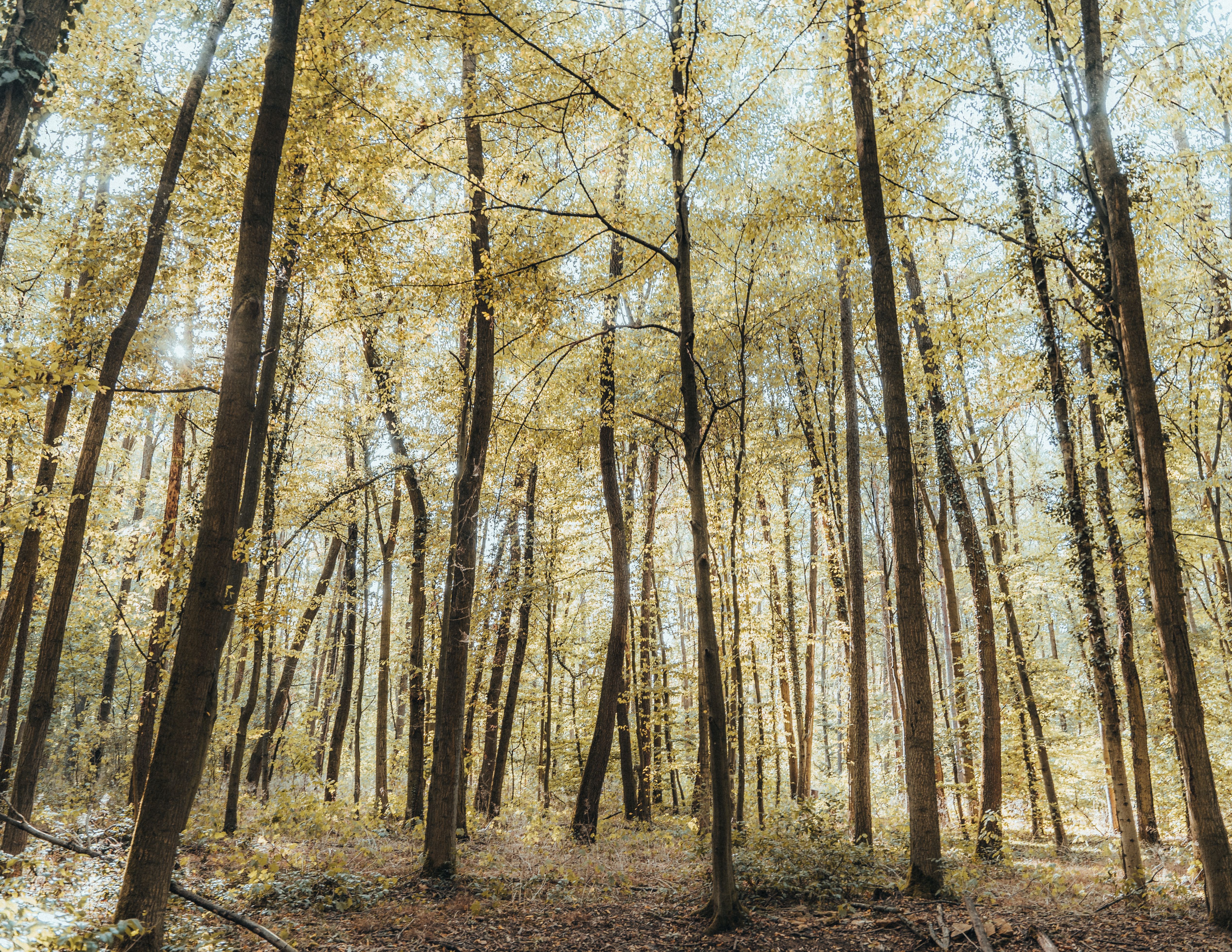 Dziki las z wysokimi drzewami i naturalnym światłem