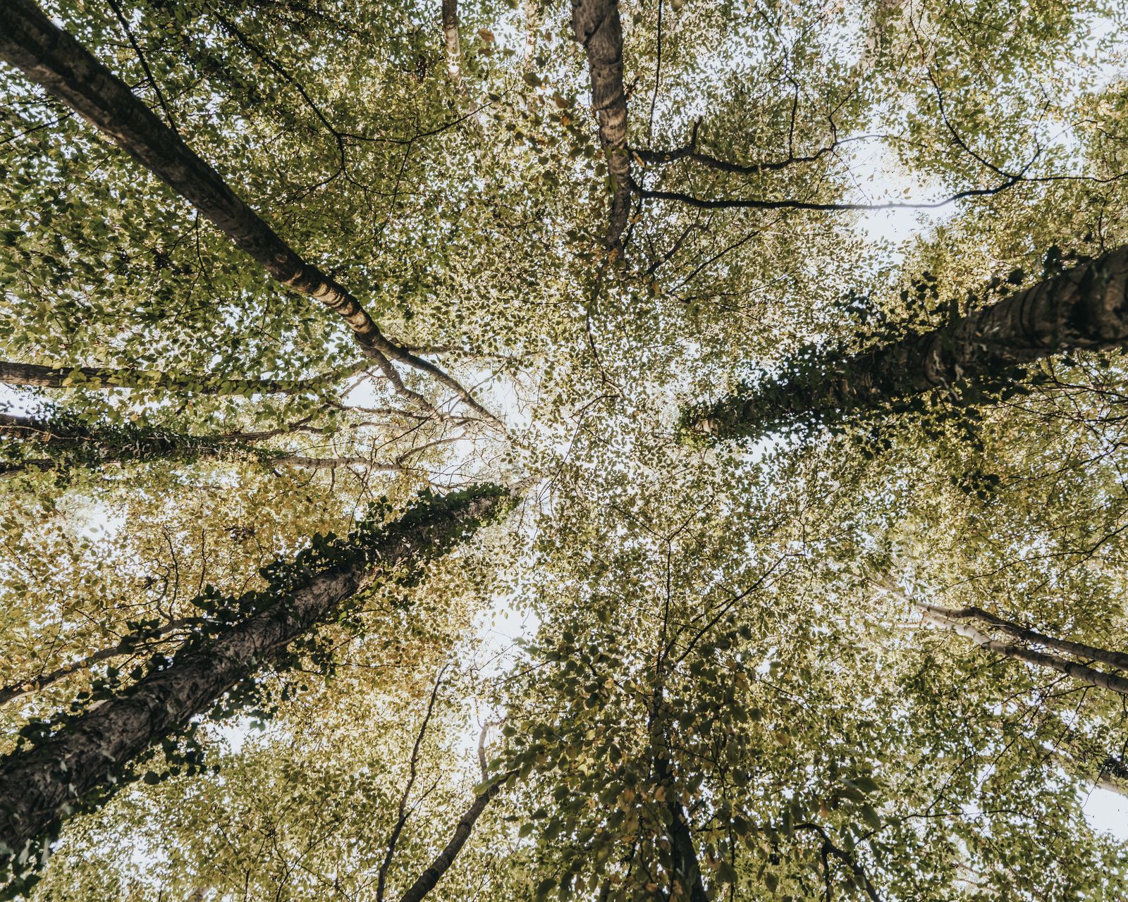 Sunlit forest canopy over the areas covered by PA Tree & Garden Care