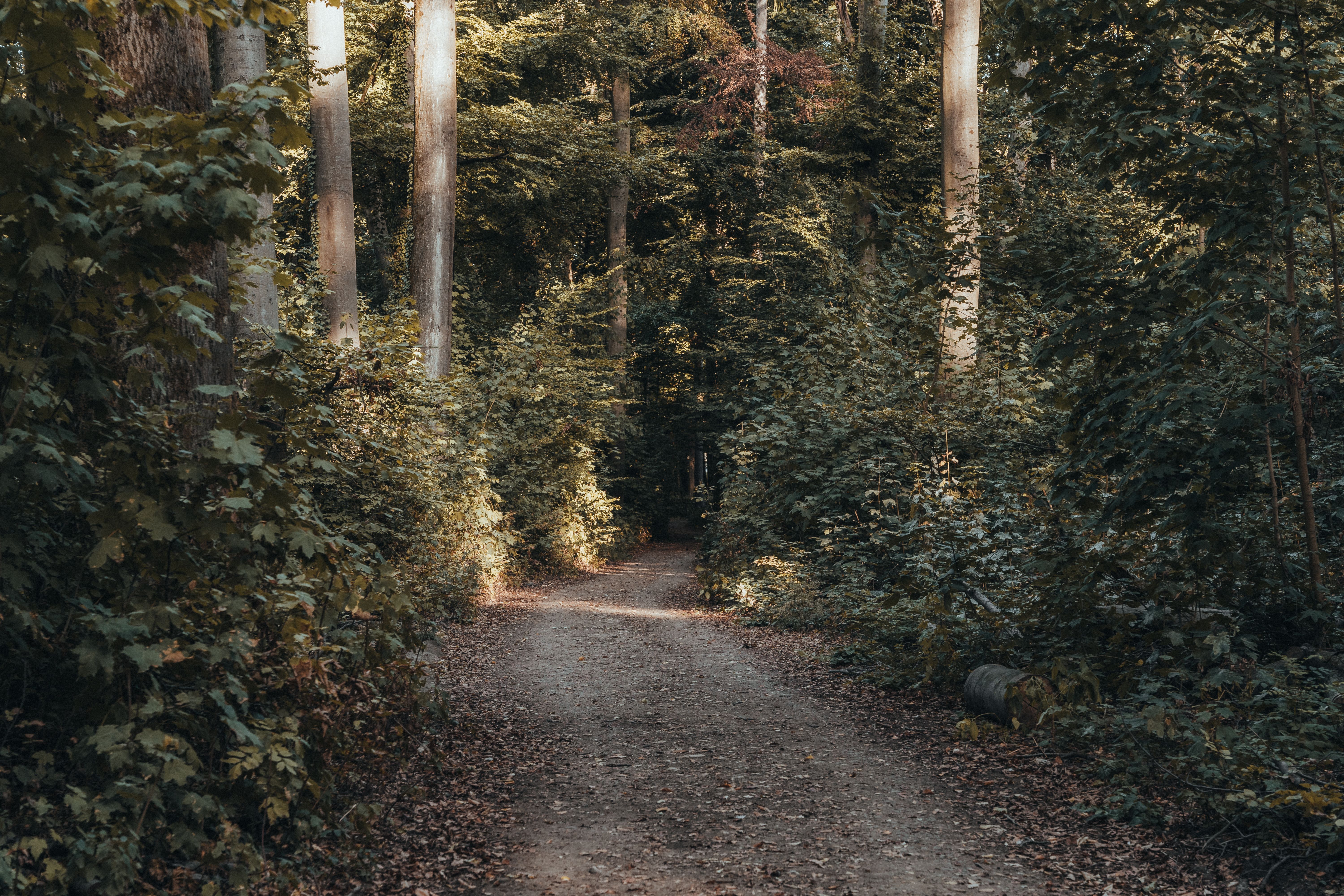 Blick auf einen ruhigen Waldweg