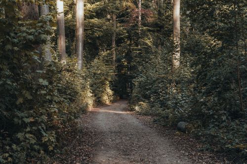 Free A peaceful dirt road in a lush green forest, highlighting nature's beauty and tranquility. Stock Photo