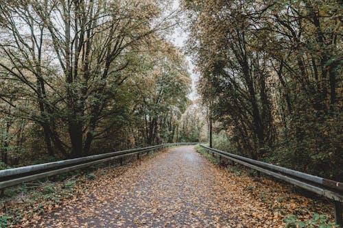 Wet Asphalt Road Through the Forest Covered with Fallen Leaves