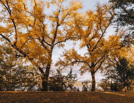 Stunning autumn scene with golden trees and a scenic river view, perfect for fall landscapes.