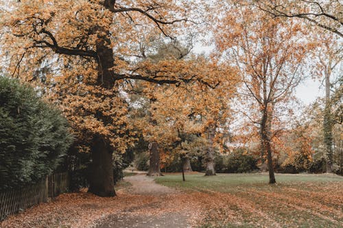 가을, 경치, 나무의 무료 스톡 사진