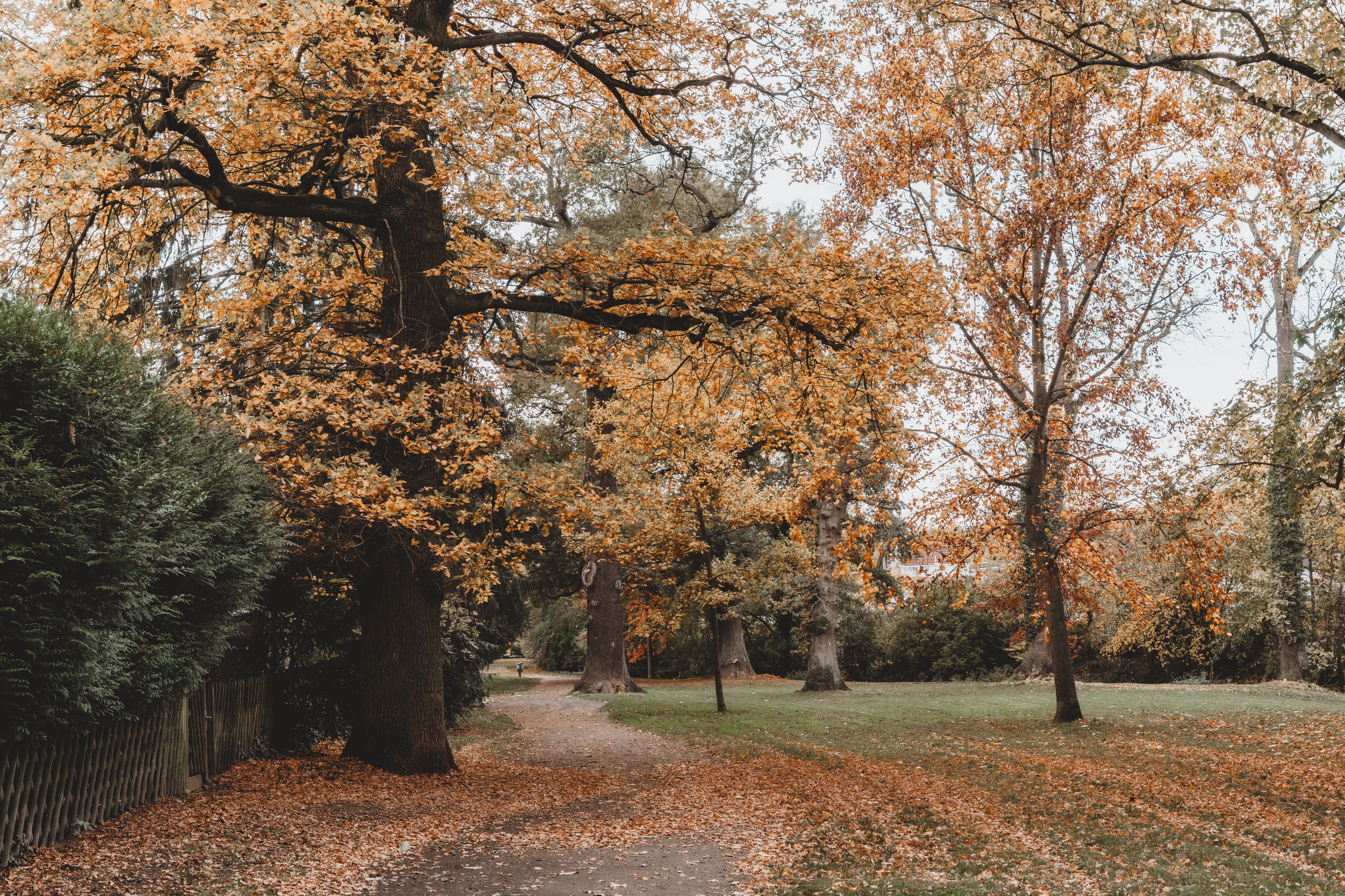 Trees in the Countryside with Leaves in Autumn Colors · Free Stock Photo