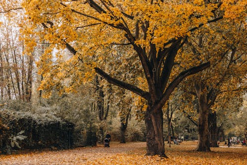 Бесплатное стоковое фото с Аллея, ветви, деревья