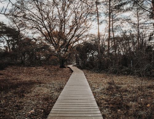 Free A serene wooden pathway winds through a quiet autumn forest, suitable for nature walks. Stock Photo