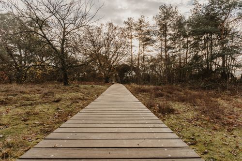 Free Tranquil wooden boardwalk leading through a forest in autumn, showcasing nature's beauty. Stock Photo