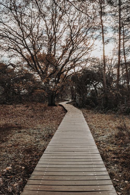 Free Serene wooden path leading through autumn woods, capturing nature's beauty in fall. Stock Photo