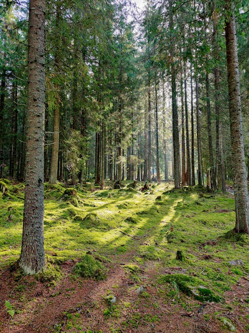 Imagine de stoc gratuită din arbori veșnic verzi, codru, fotografiere verticală