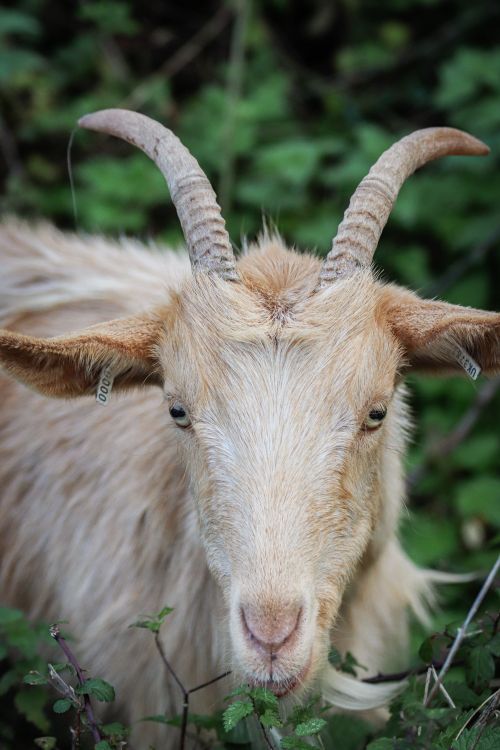 Free Close-up shot of a domestic goat with curved horns in a natural setting, showcasing its expressive features. Stock Photo