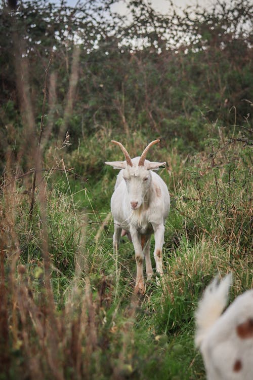 Foto stok gratis fotografi binatang, kambing, pedesaan