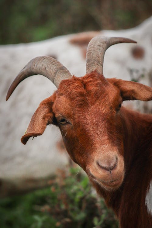 Spanish Goat Head