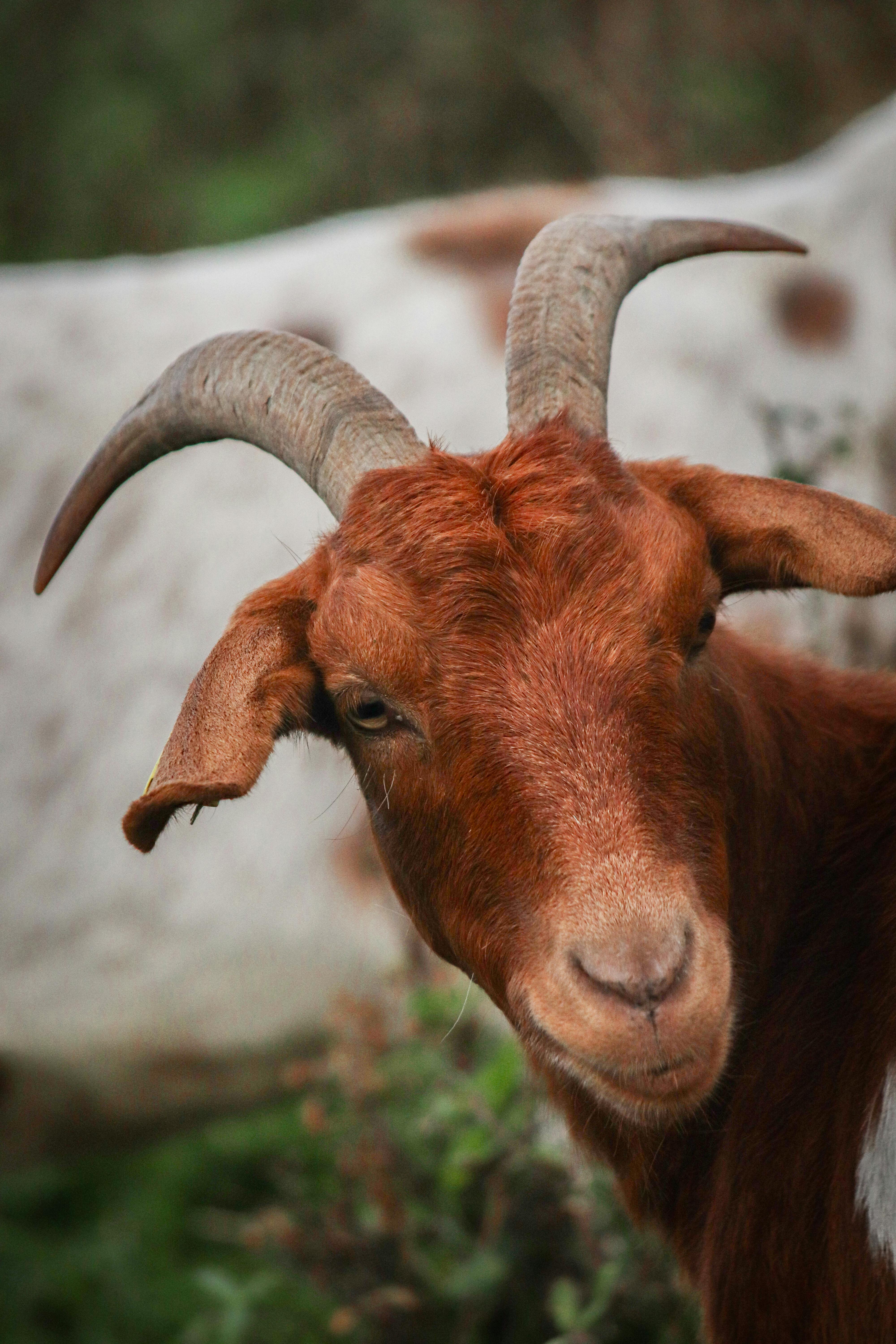 Gratuit Photos gratuites de agriculture, animal à cornes, animal à sabots Photos