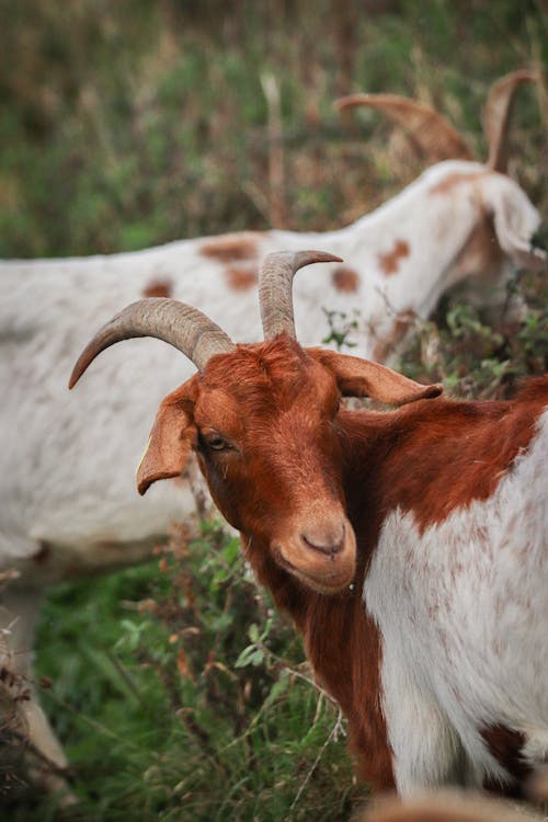 Fotos de stock gratuitas de cabras, fotografía de animales, ganado