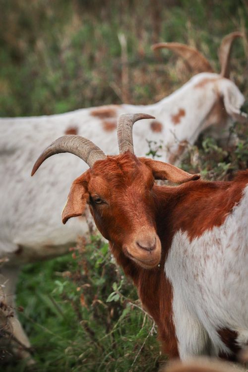 Free A detailed view of domestic goats grazing in a green pasture, showcasing rural life. Stock Photo