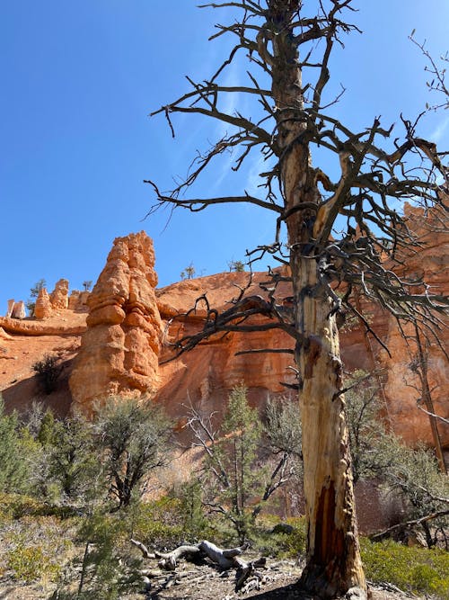View of a Dry Tree and Cliffs of the Bryce Canyon in Utah, USA