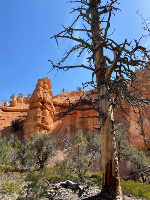 Free Explore the striking rock formations and natural beauty of Bryce Canyon under a clear blue sky. Stock Photo