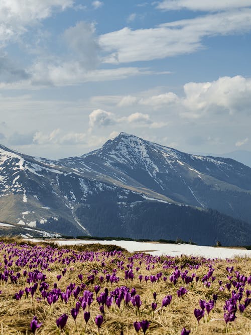 Meadow with Growing Crocus Flowers and Distant Mountains 