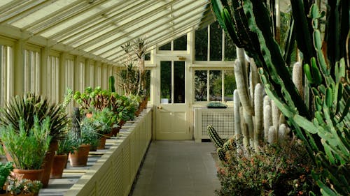 Gratis stockfoto met botanische tuin, broeikas, cactussen