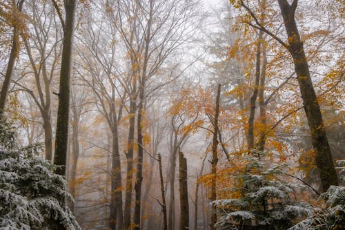 Forest Trees in Autumn Colors Covered in Snow 