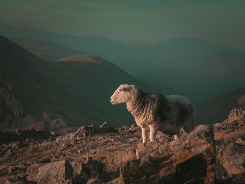 Free A solitary sheep stands on rocky terrain with a mountainous backdrop under a muted sky. Stock Photo