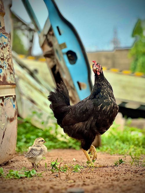 คลังภาพถ่ายฟรี ของ นักเก็ตไก่, นิ้วไก่, ปีกไก่