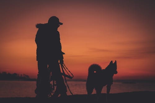 Gratis lagerfoto af cykel, dyr, hund