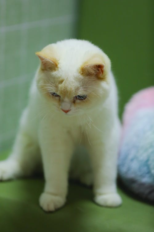 Photo of a Kitten with Light Fur 