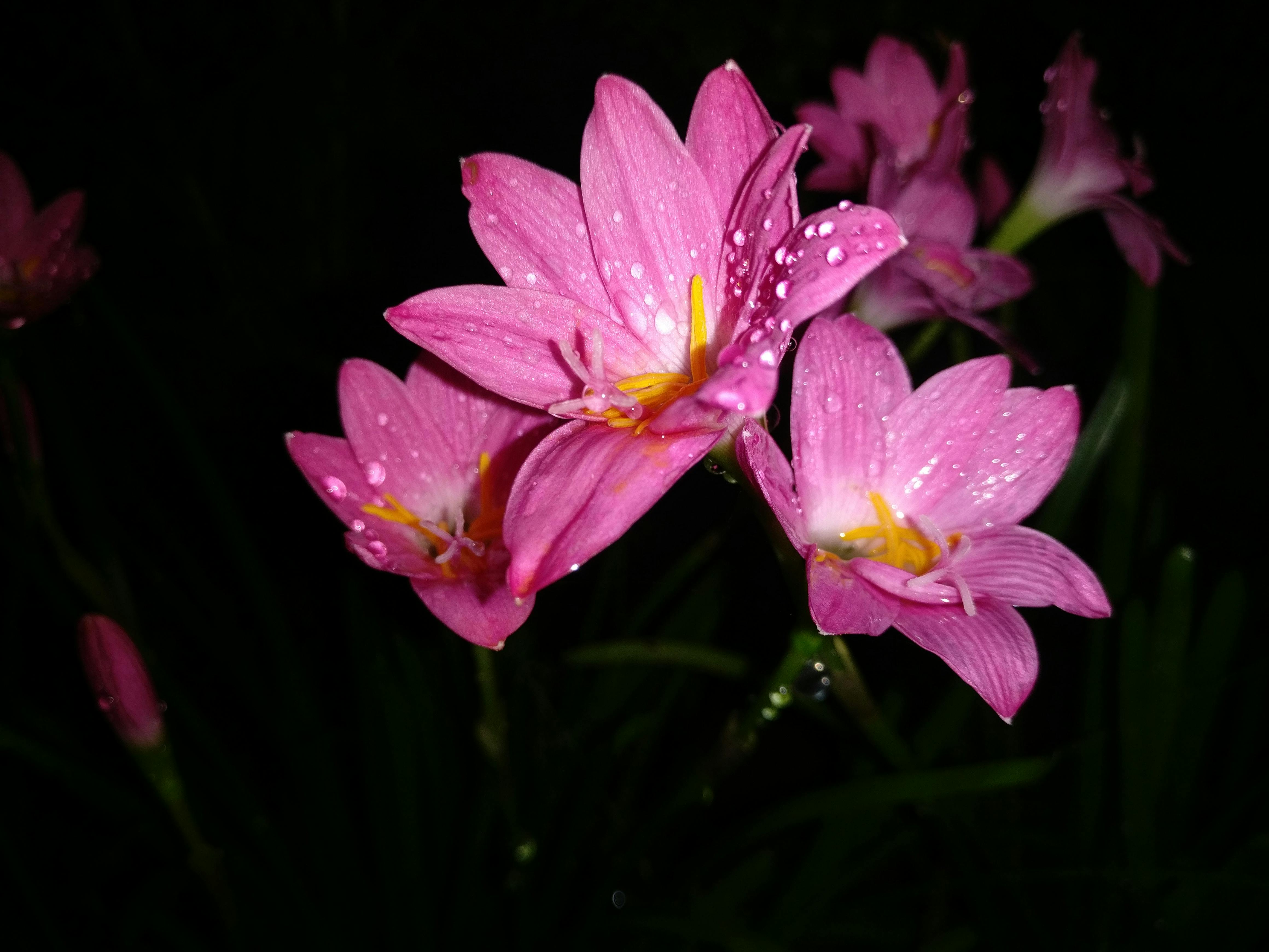 Free stock photo of Night flower, night photography