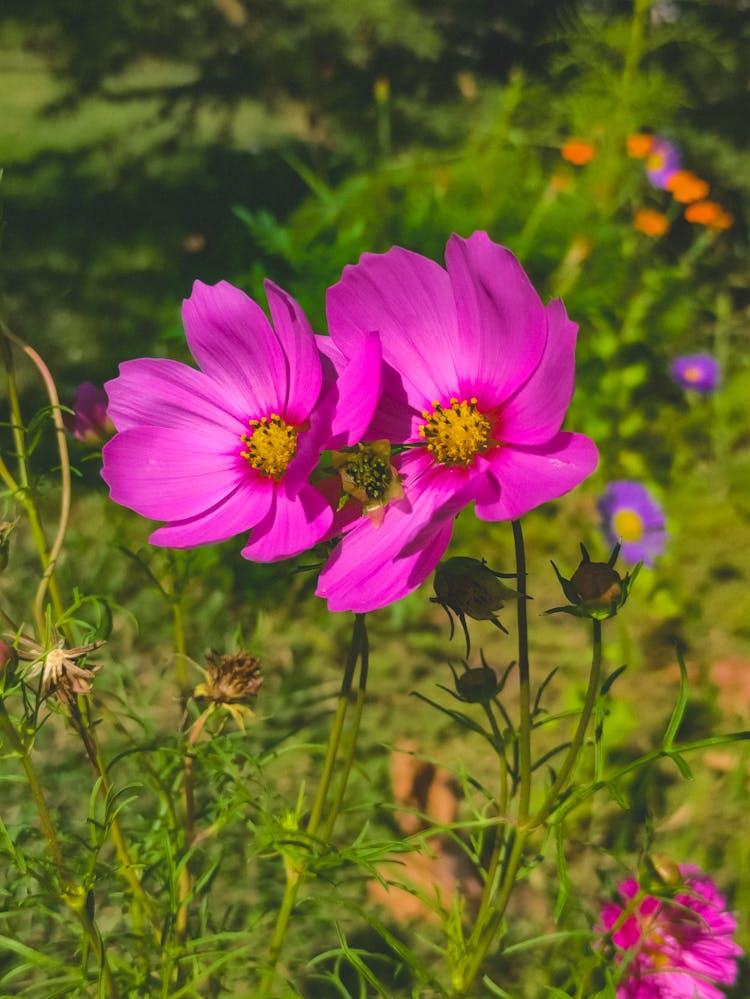 Close-up Of Purple Cosmos Flowers 