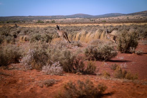 Kangaroo in motion