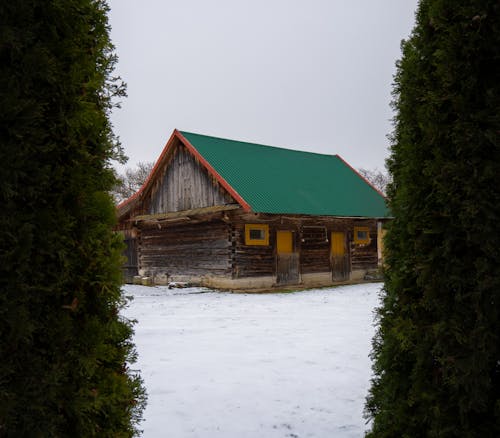 Immagine gratuita di abbandonato, albero, aquila