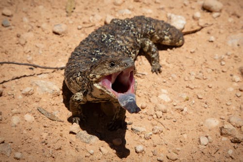 Australian Wildlife