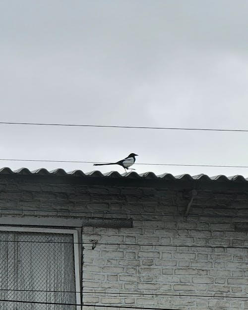 Crow walking on the roof 