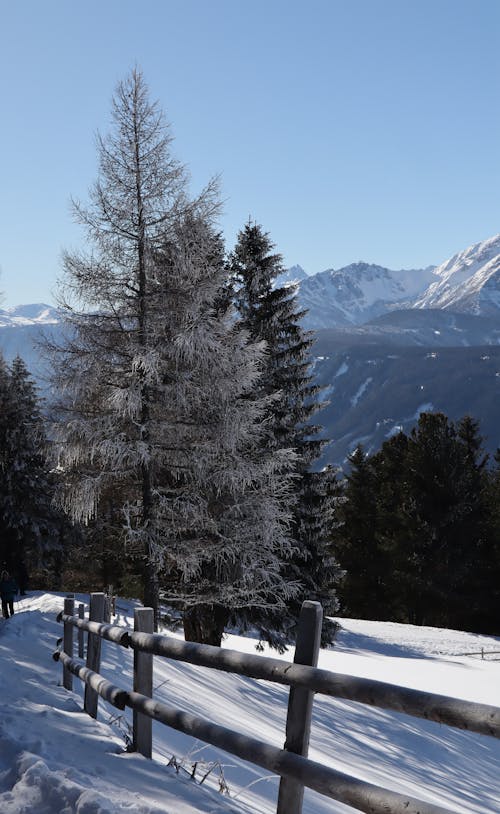 Trees and Fence in Mountains in Winter